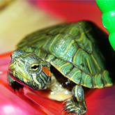 Kaplumbağa Bakımı